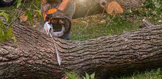 Leaf Removal in Yoakum, TX