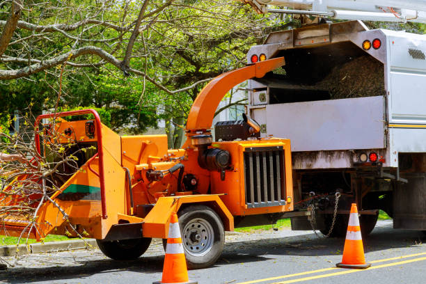 Best Firewood Processing and Delivery  in Yoakum, TX