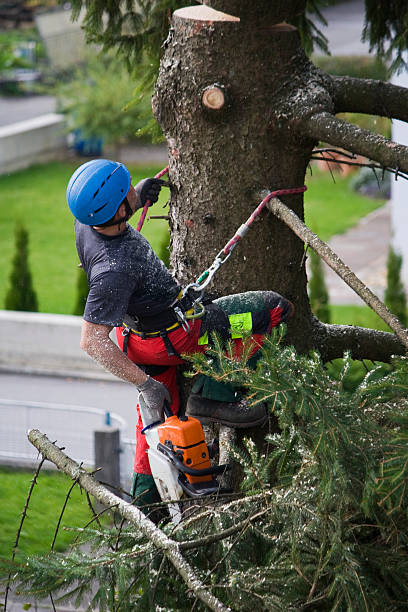 Best Organic Lawn Care Solutions  in Yoakum, TX