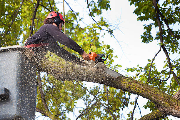 Best Fruit Tree Pruning  in Yoakum, TX